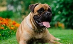 Bulmastiff